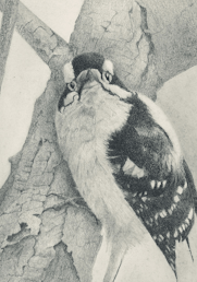 Female downy woodpecker