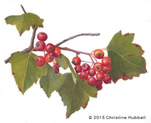 Washington Hawthorn berries