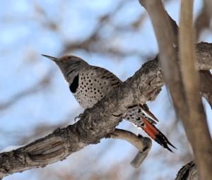 Northern Flicker
