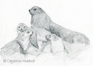Seal family