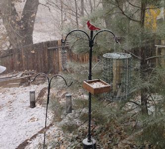 Bird feeders in the snow