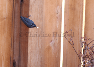 Red-breasted Nuthatch