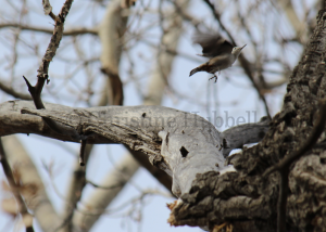 White-breasted Nuthatch in flight