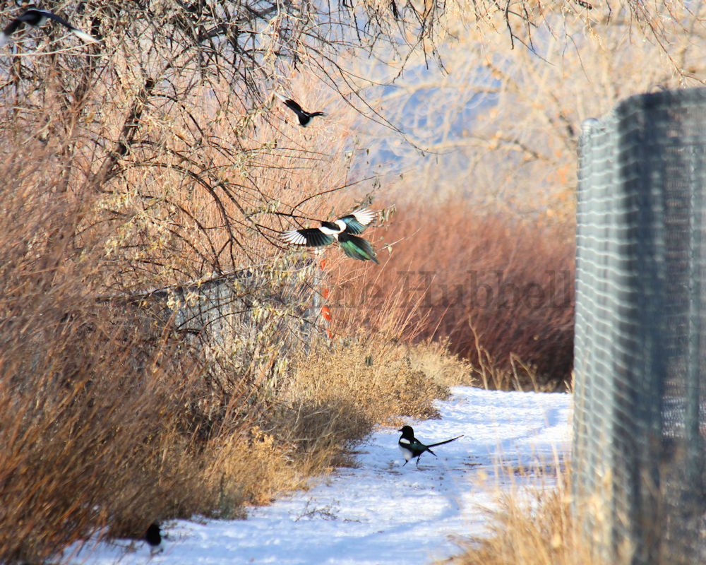 Magpies on a snowy trail