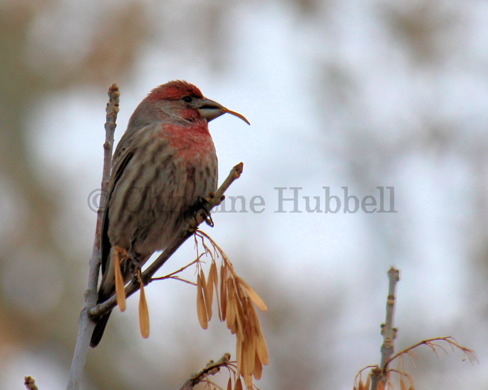 House finch on a branch eating ash seed