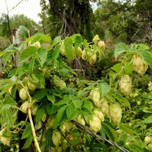 Hop flowers and hop leaves on a barbed wire fence