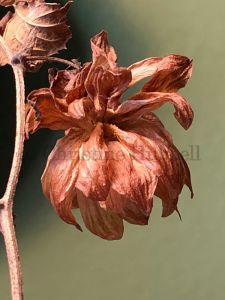 A dried hop flower