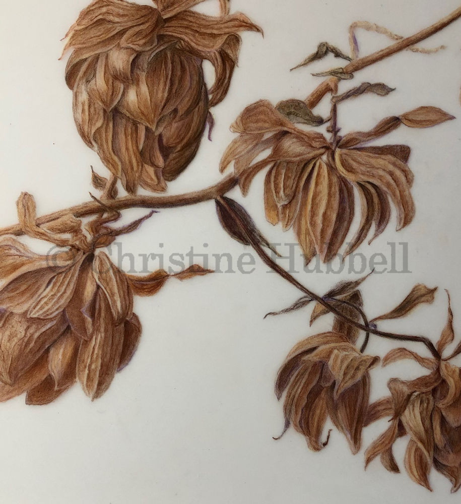 An illustration of dried hop flowers