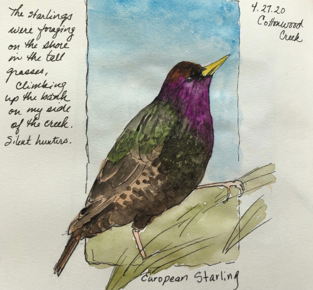 Photograph of a page from a nature journal that shows a color drawing of a european starling; dated April 27, 2020. Includes some text in the margin “The starlings were foraging on the shore in the tall grasses, climbing up the bank on my side of the creek. Silent hunters.