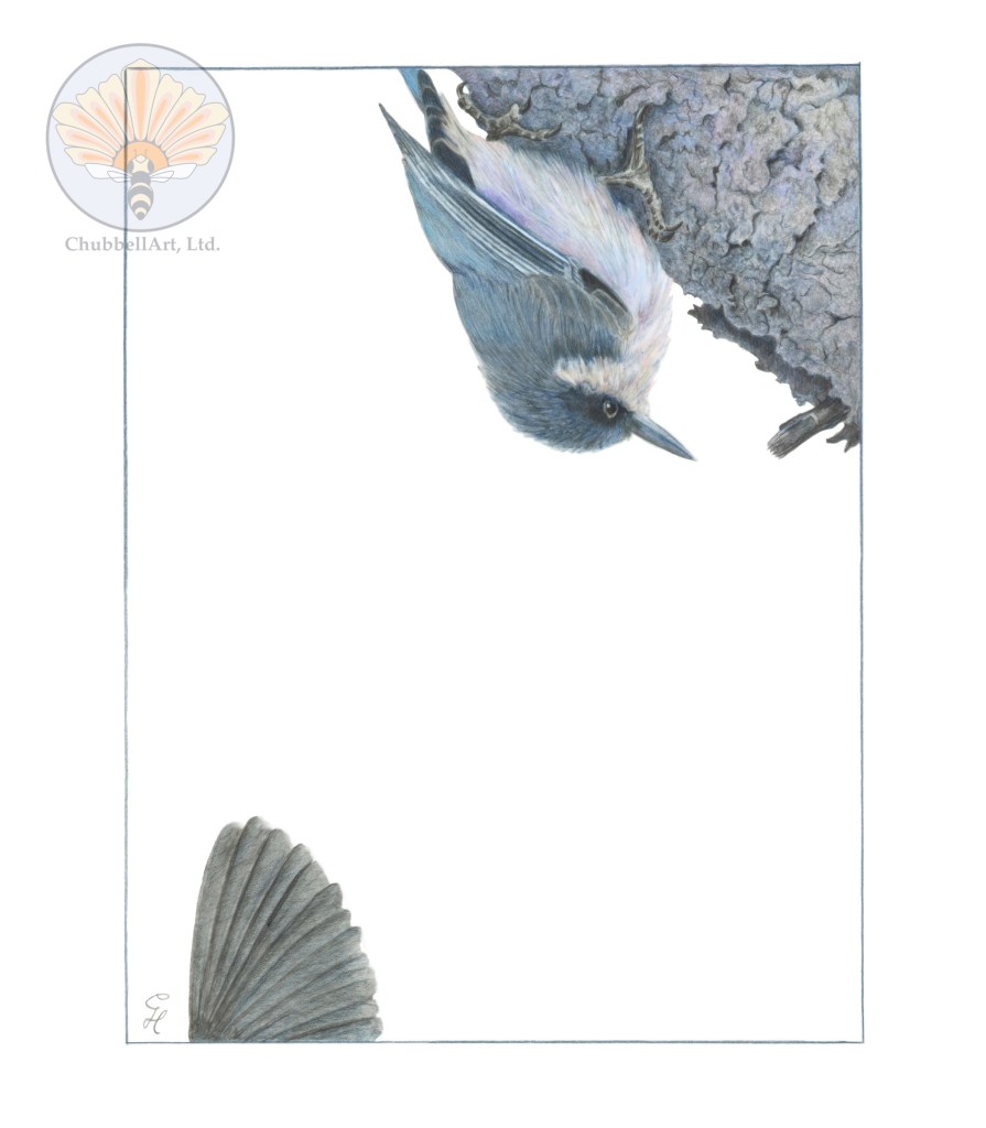 Color pencil illustration of a pygmy nuthatch upside down on a large tree branch