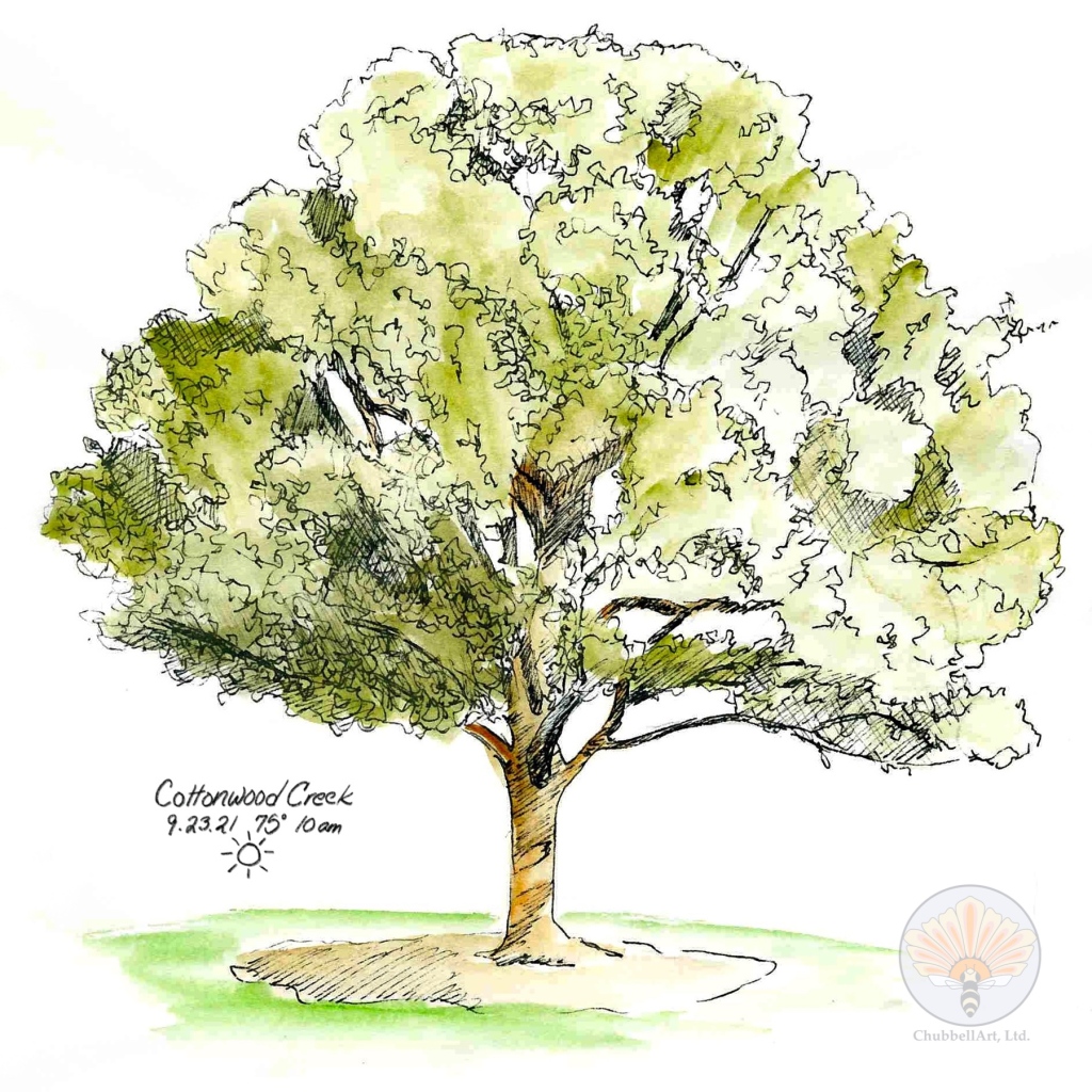 Nature journal sketch of an oak tree
