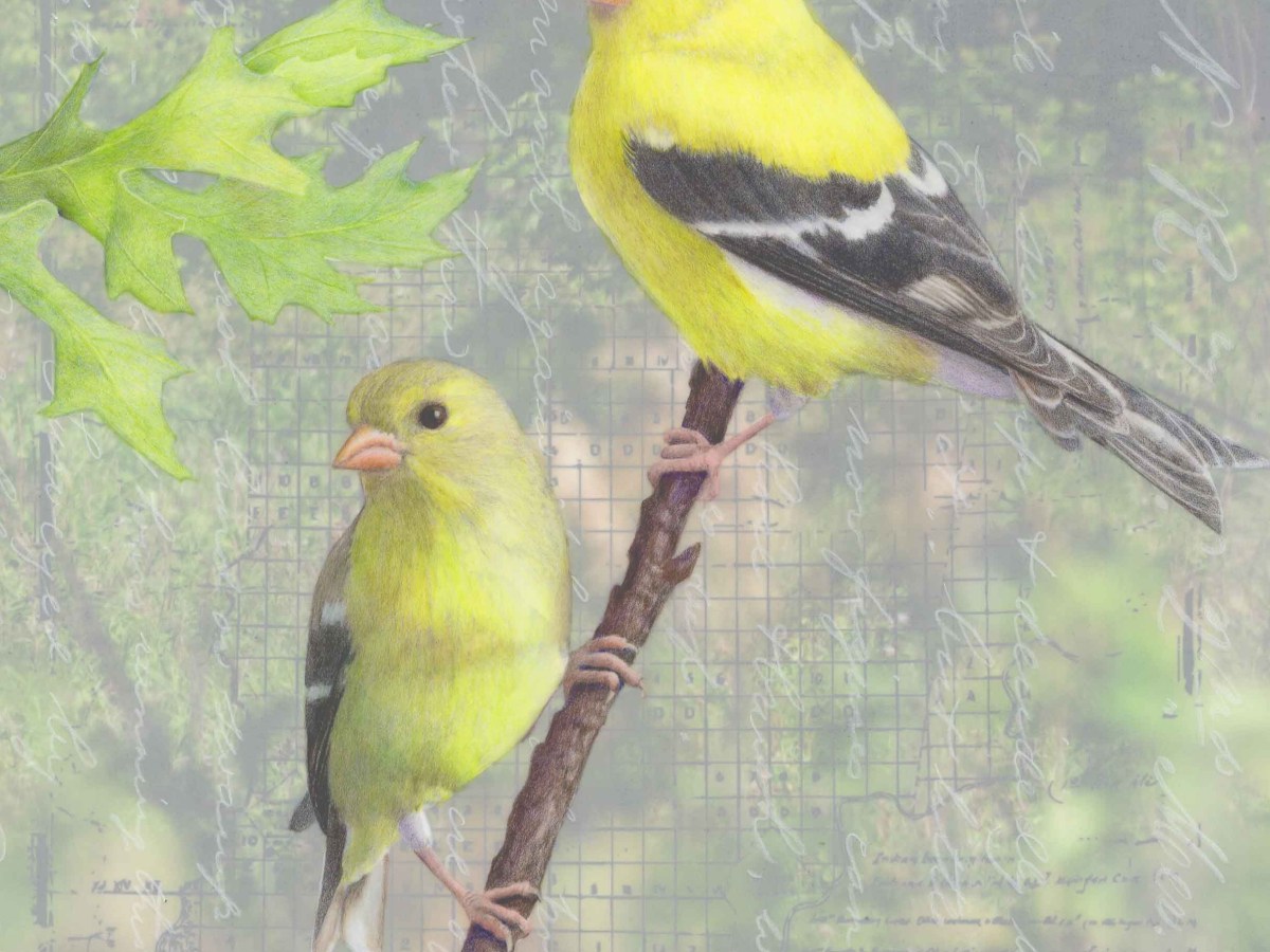 This Mile a&nbsp;Swamp